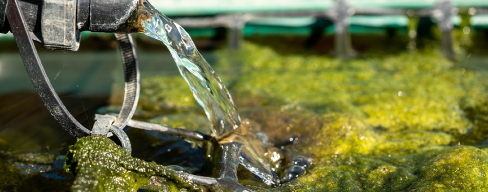 2022_08_ALGAE FANS_mackay_HI__DSC9520.jpg