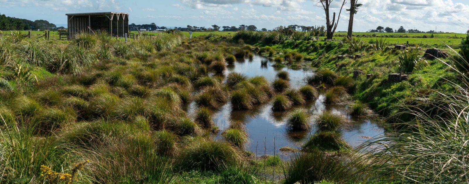 2022_10_CONSTRUCTED WETLAND_mackay_HI__DSC9918.jpg